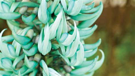 Jade Vine Gives Garden Tropical Touch Daily Telegraph