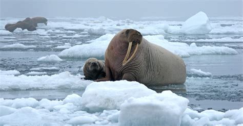 Alaska Plays Host To Thousands Of Stranded Walruses As Ice Disappears