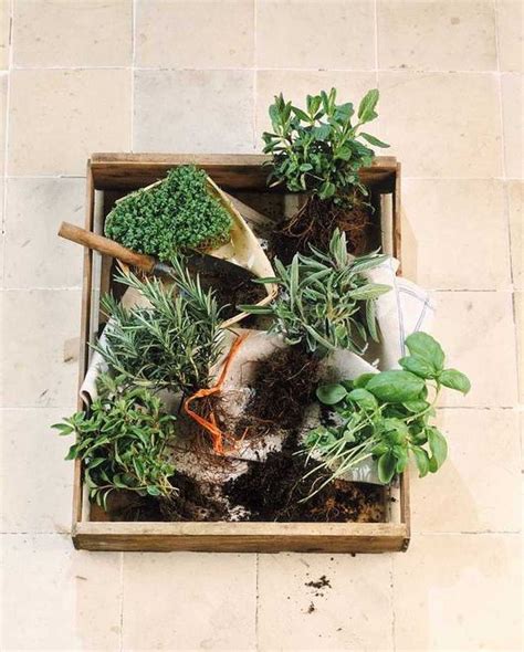 Gesundheit aus der apotheke gottes. Heilkräuter aus dem eigenen Garten | Heilkräuter, Diy ...