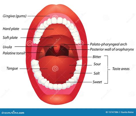Labeled Diagram Of The Mouth