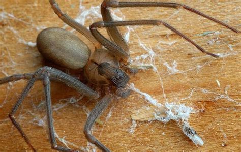 What Do Brown Recluse Spiders Look Like Spider Prevention Tips Images