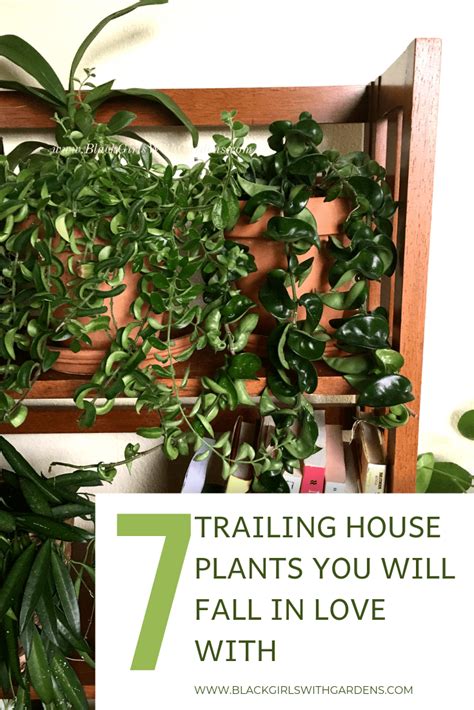 7 Trailing House Plants You Will Fall In Love With - | Plants, Easy house plants, House plants