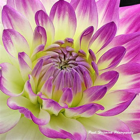 Deliveries are made daily to the towns of dennis, brewster, chatham, orleans and the language of flowers as part of your attire, part of your dress, your bouquet must stand on its own. Dahlia | Wonderful flowers, Christmas carol, Flowers