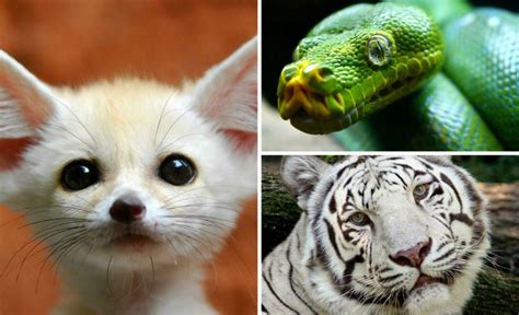 ≡ The Top 11 Most Beautiful Animals In The World Brain Berries