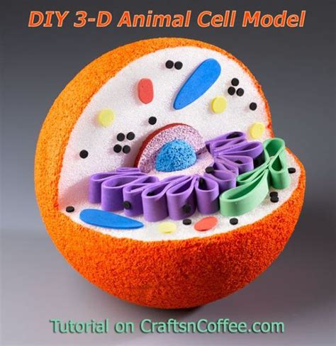 We have hundreds of 3d animal cell model project ideas for anyone to consider. Pinterest • The world's catalog of ideas