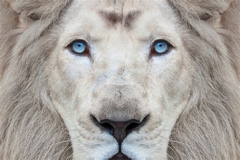 Lions blancs le lion blanc wikipedia Writflx