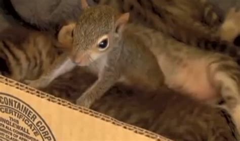 Most Unlikely Mom Saves Baby Squirrel