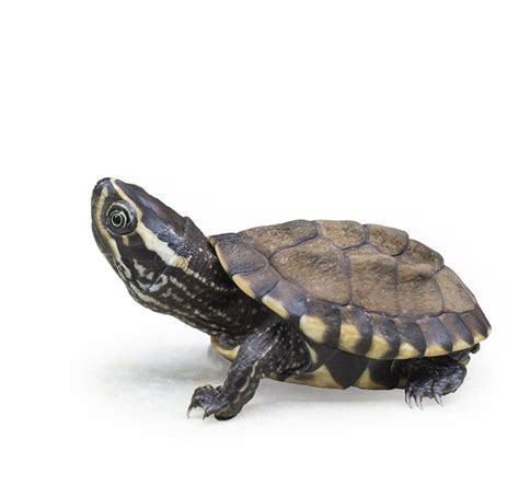 Baby Eastern Musk Turtle Best Prices