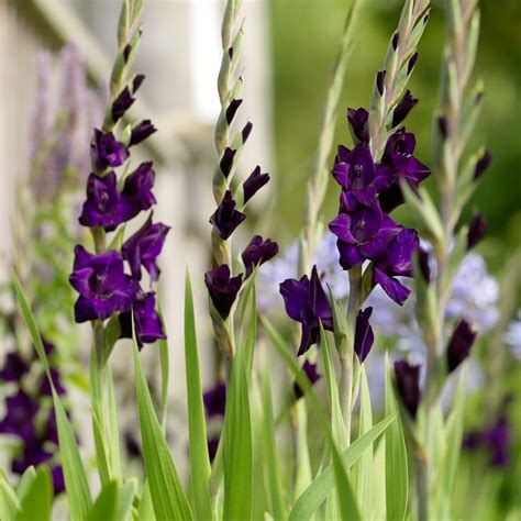 Order flowers for delivery today, and you can head on home or to a party knowing they may arrive before you do. Buy gladioli bulbs Gladiolus Purple Mate: £2.79 Delivery ...