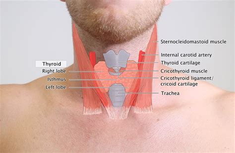 Neck Anatomy Thyroid