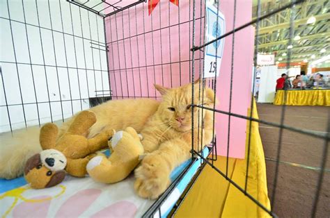 Some people have pet rabbits but not many people information on owning pets in malaysia: 【Pet World Malaysia 2015】就在Mid Valley! 帶你的寶貝寵物一起參加第8届全馬最大 ...