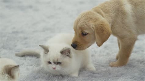 Kittens Meet Puppies For The First Time Youtube