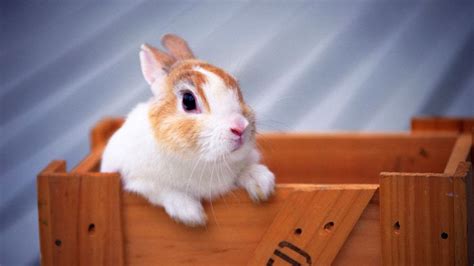 Rabbit Hd Funny Wallpapers ~ Funny Wallpapers