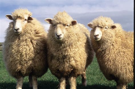 Sheep are raised for fleece, meat, and milk. Irregular Plurals: 6 "Rules" You Must Know - KSmilingEnglish