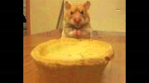 Hammy Hamster Pie Youtube