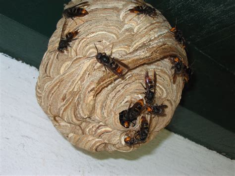 N'hésitez pas à nous contacter pour une destruction de nid de guêpes ou de frelons. Image de Nid: Mei 2020