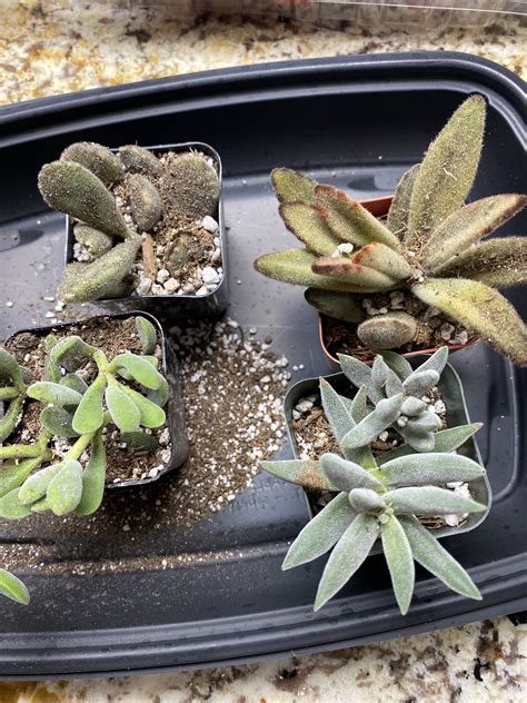 Unique Fuzzy Succulent Assorted Pack For Sale Online Harddy