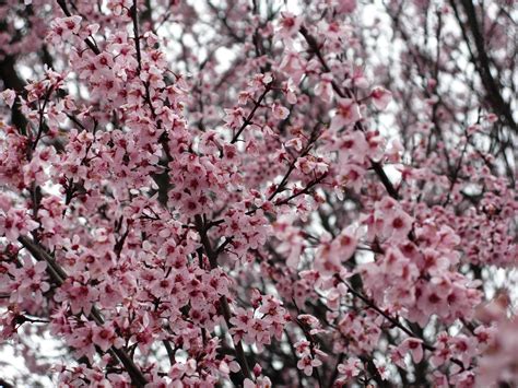 Flowering Plum Pink Purple Tree Trees Free Nature Pictures By