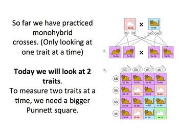 To predict the probability of Dihybrid Crosses Punnett Square Lesson by Science Lessons ...