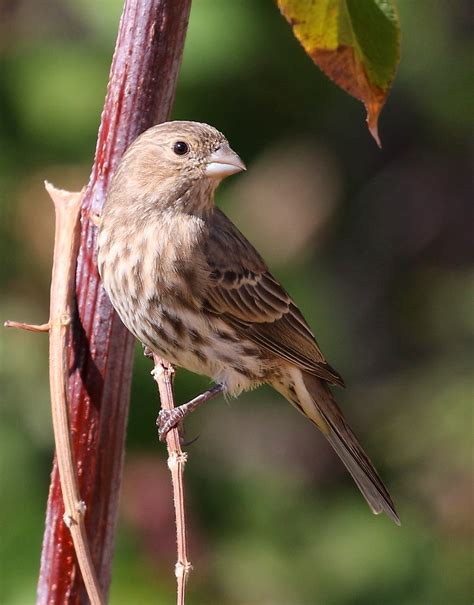 House Finch Haemorhous Mexicanus Photos From Elk Slough Flickr