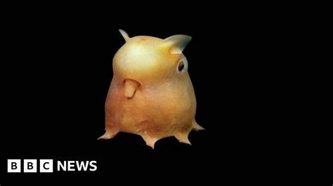 In Pictures Asias Creatures Of The Deep Sea Bbc News