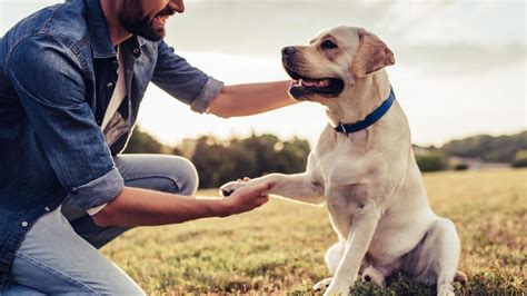 Tierpsychologie Wie Verstehe Ich Meinen Hund Geo