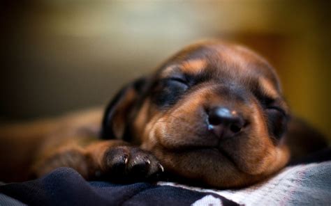 Wallpaper Puppy Face Sleeping Eyes 1920x1200 Coolwallpapers