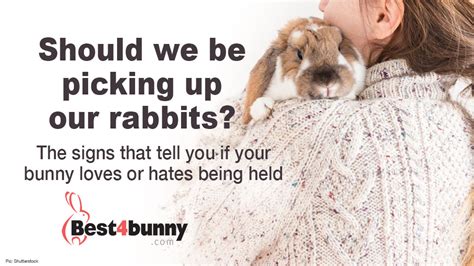 Rabbit Care Advice Best 4 Bunny