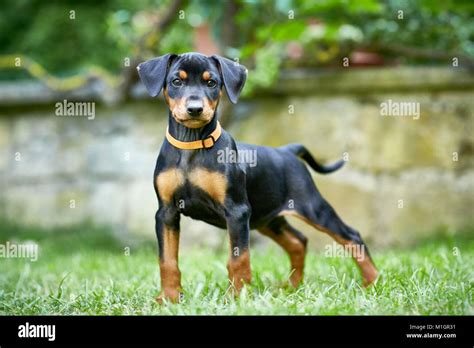 German Pinscher Puppy Standing On A Lawn Germany Stock Photo Alamy