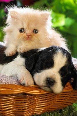 Best blog for cute cats and dogs pictures,cute puppies and kittens,dogs and cats breeds and information. Tratamientos Oncologicos - Manejo del dolor en mascotas ...