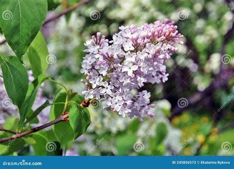 Old Lilac Trees Taken At Lilacs Garden In Moscow Stock Image Image