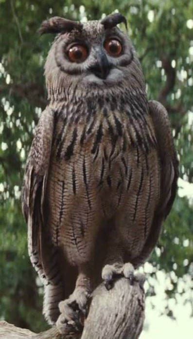 Owl Christopher Robin 2018 Film Wiki Fandom