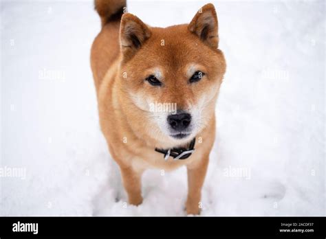 Snowing Day Shiba Inu Pet Dog In Snow Stock Photo Alamy