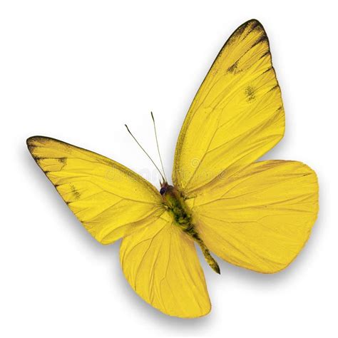 Yellow Butterfly Stock Image Image Of Isolated Beauty 46588351