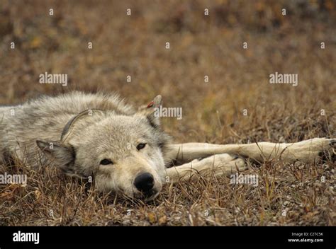 Grey Wolf Denali National Park Alaska Stock Photo Alamy
