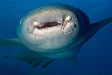 Nurse Shark Teeth Understanding The Unique Dental Structure Ocean