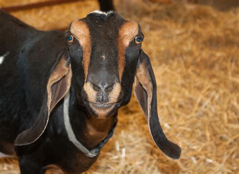 Nubian Goat ZkB EwOu Patricia Bradley