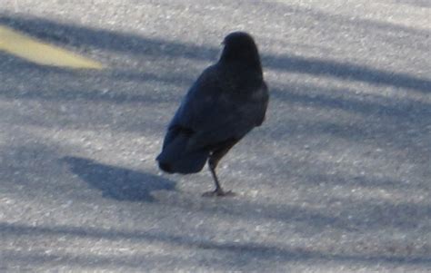 Ballerina One Legged Crow Crows Of Arroyos