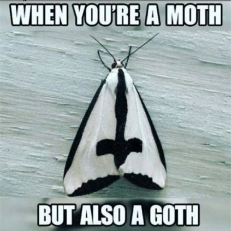 Moth Meme Idlememe