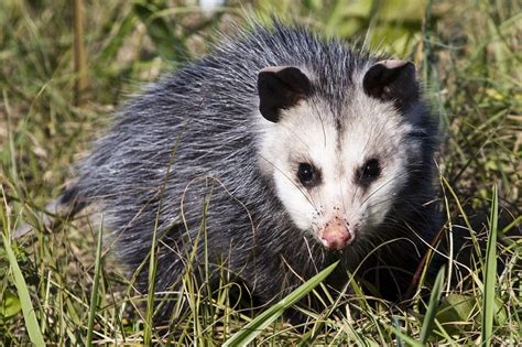 Opossum Habitat Classification Types And More