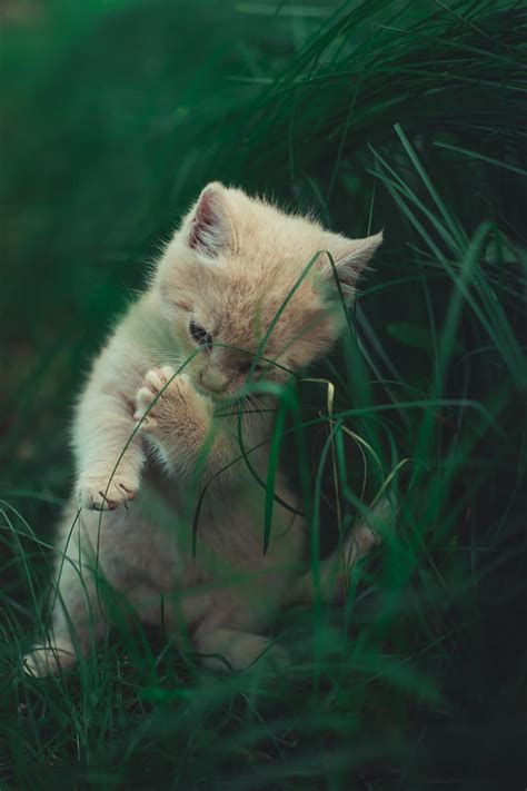 Kitten Cat Grass Playful Cute Hd Phone Wallpaper Peakpx