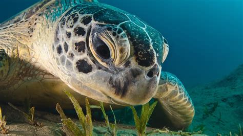 Turtle Eats Algae Wallpapers And Images Wallpapers Pictures Photos