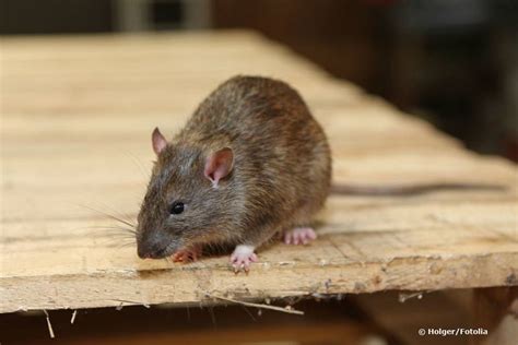 Rattenkot Erkennen So Sieht Er Aus Was Tun Bei Rattenkot Im Garten