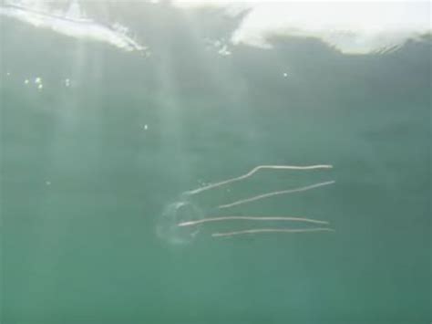 Deadly Irukandji Jellyfish Are Heading Further South On An Invasion Of