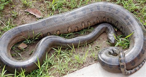 Biggest Anaconda Ever Found