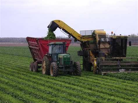 They have been prepared by the california department of food and agriculture, pest exclusion branch, nursery, seed and cotton program. Project seeks to enhance spinach production, safety ...