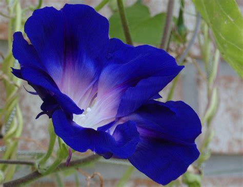 Cross-bred blue morning glory with heirloom red morning glory | Blue morning glory, Small 