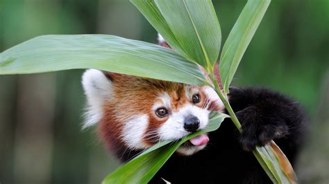 Pandas Eating Bamboo
