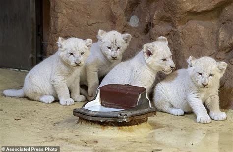 Tipping The Scales White Lion Cubs Bulking Up In Germany