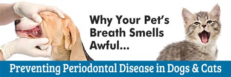Your veterinarian may recommend feeding your cat an exclusion diet consisting of a single novel protein source (lamb or venison, for example) as a test when dietary sensitivity is. Periodontal